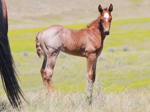 filly