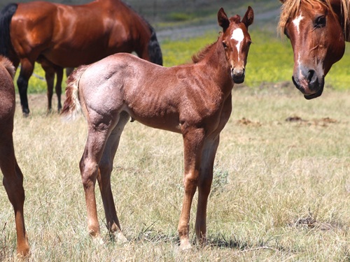 filly