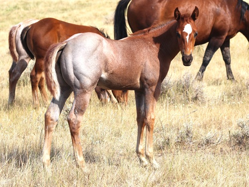 filly