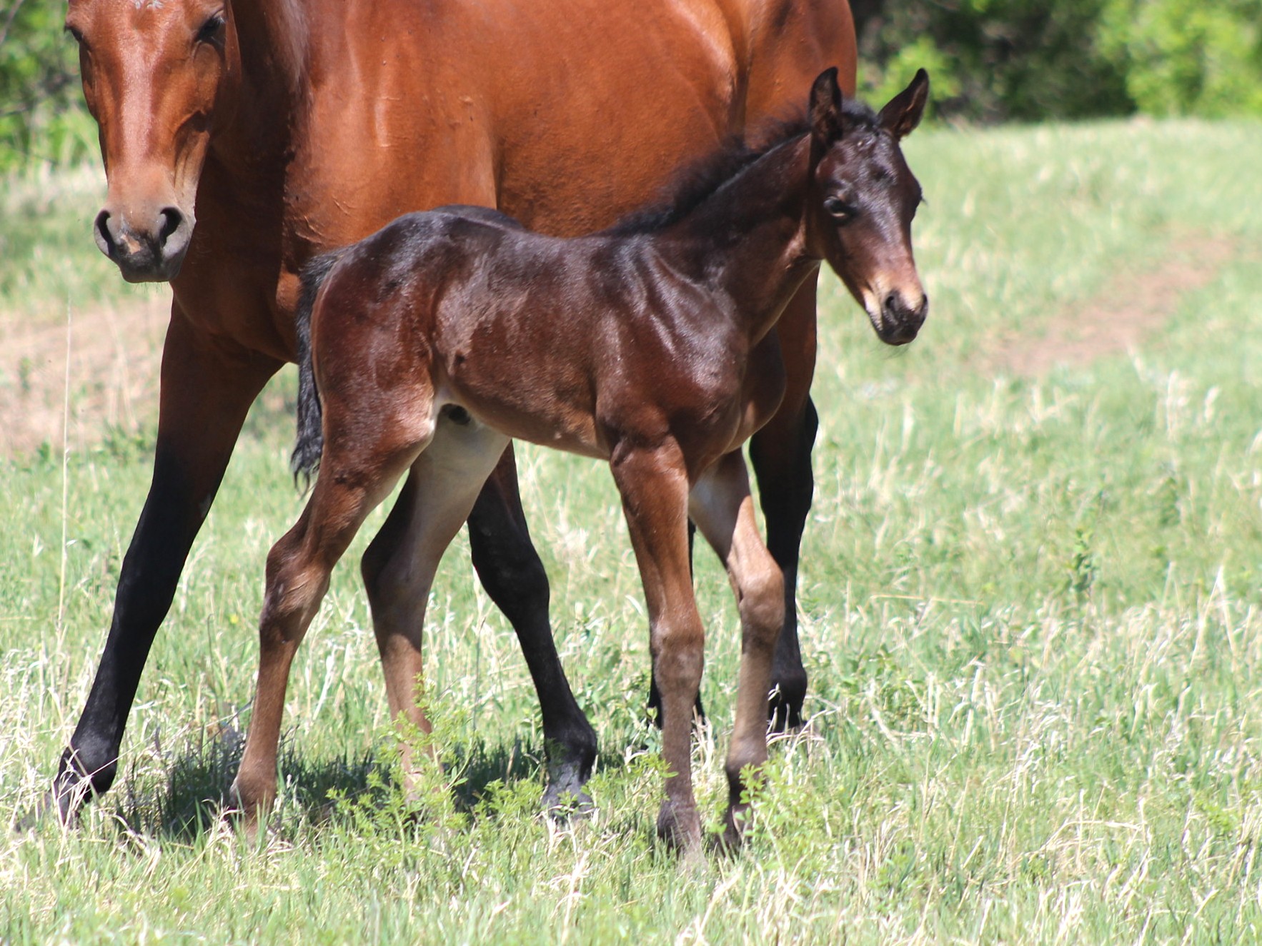 filly