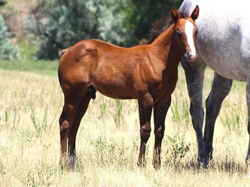 Foal by Two Timin Shiner